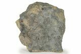 Slab Of Limestone With Crinoids (Cactocrinus) - Iowa #242506-1